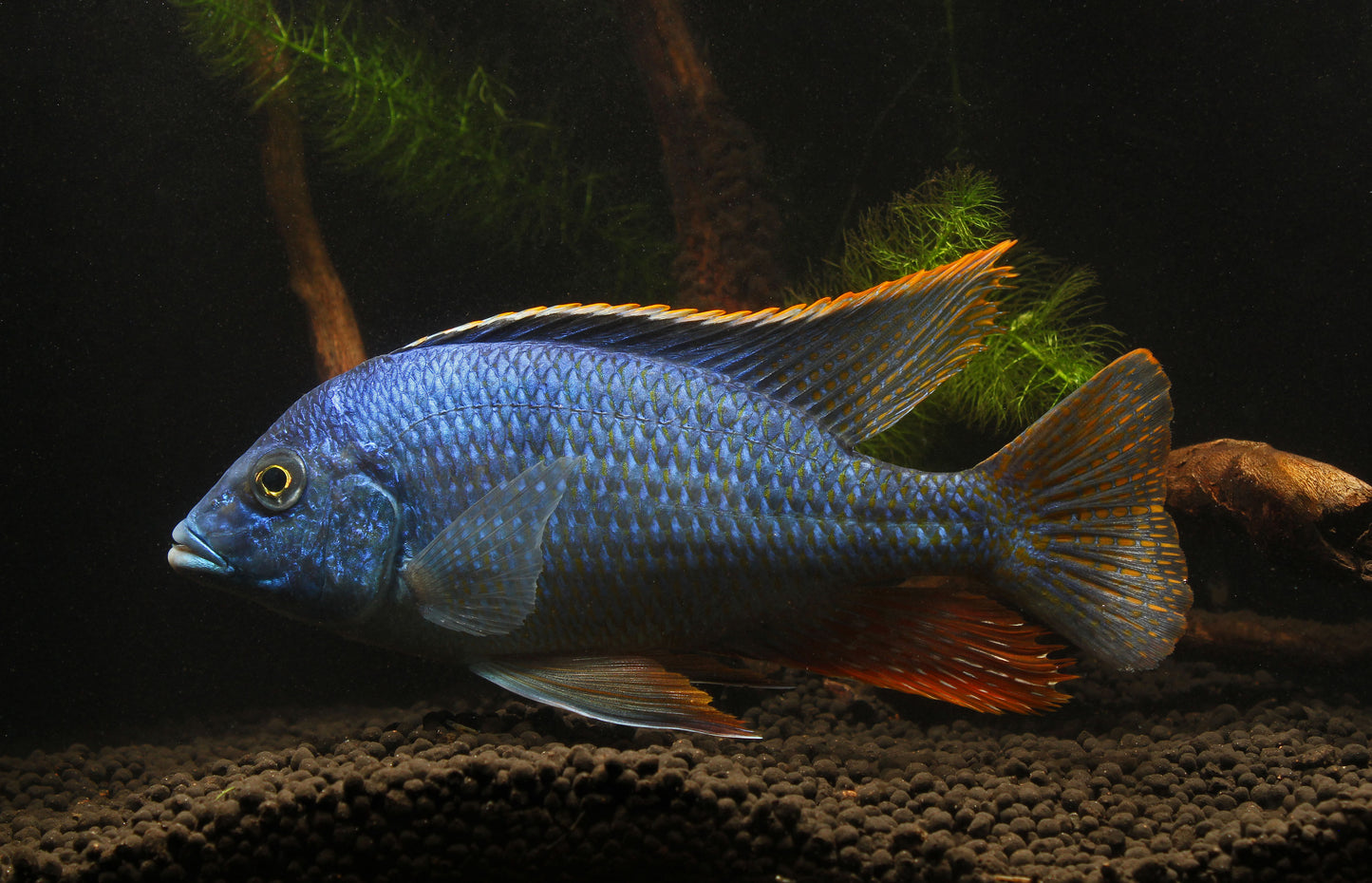 Oxyrhyncus Cichlid