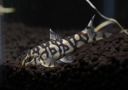 Pakistani Loach