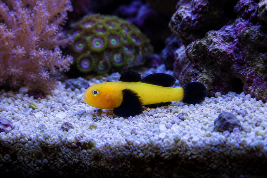 Panda Goby
