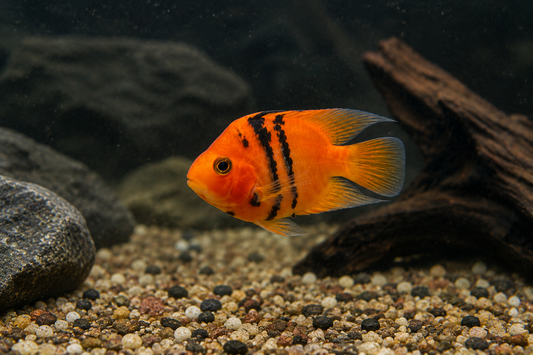 Parrot Cichlid