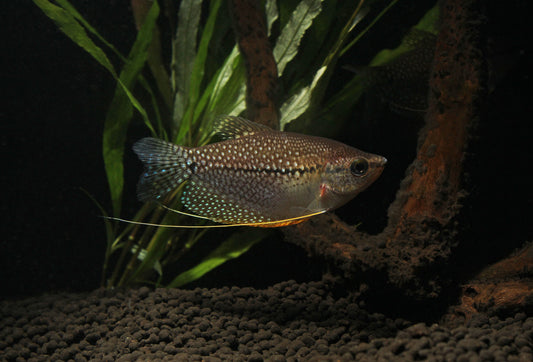 Pearl Gourami