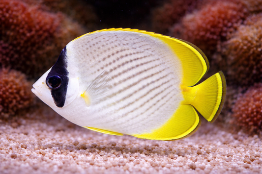 Panda Butterflyfish