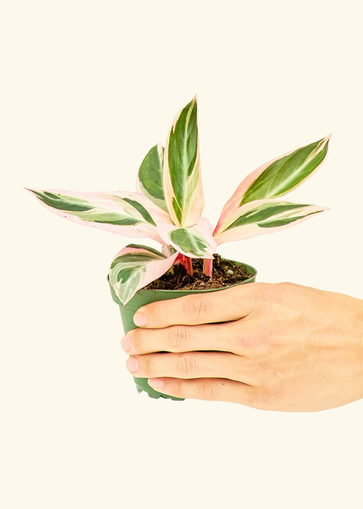 Philodendron for sale Jacksonville FL