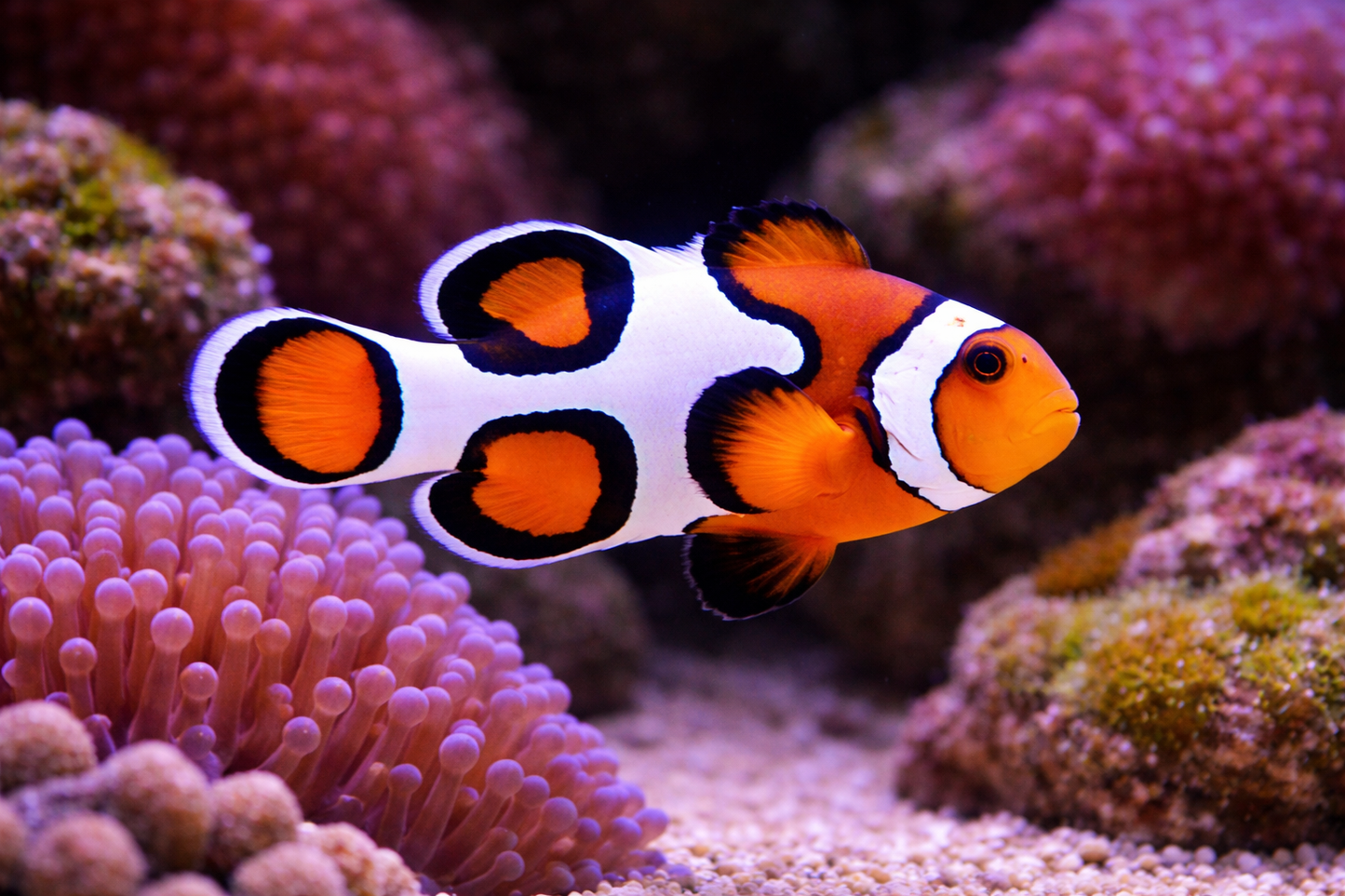 Picasso Clownfish 