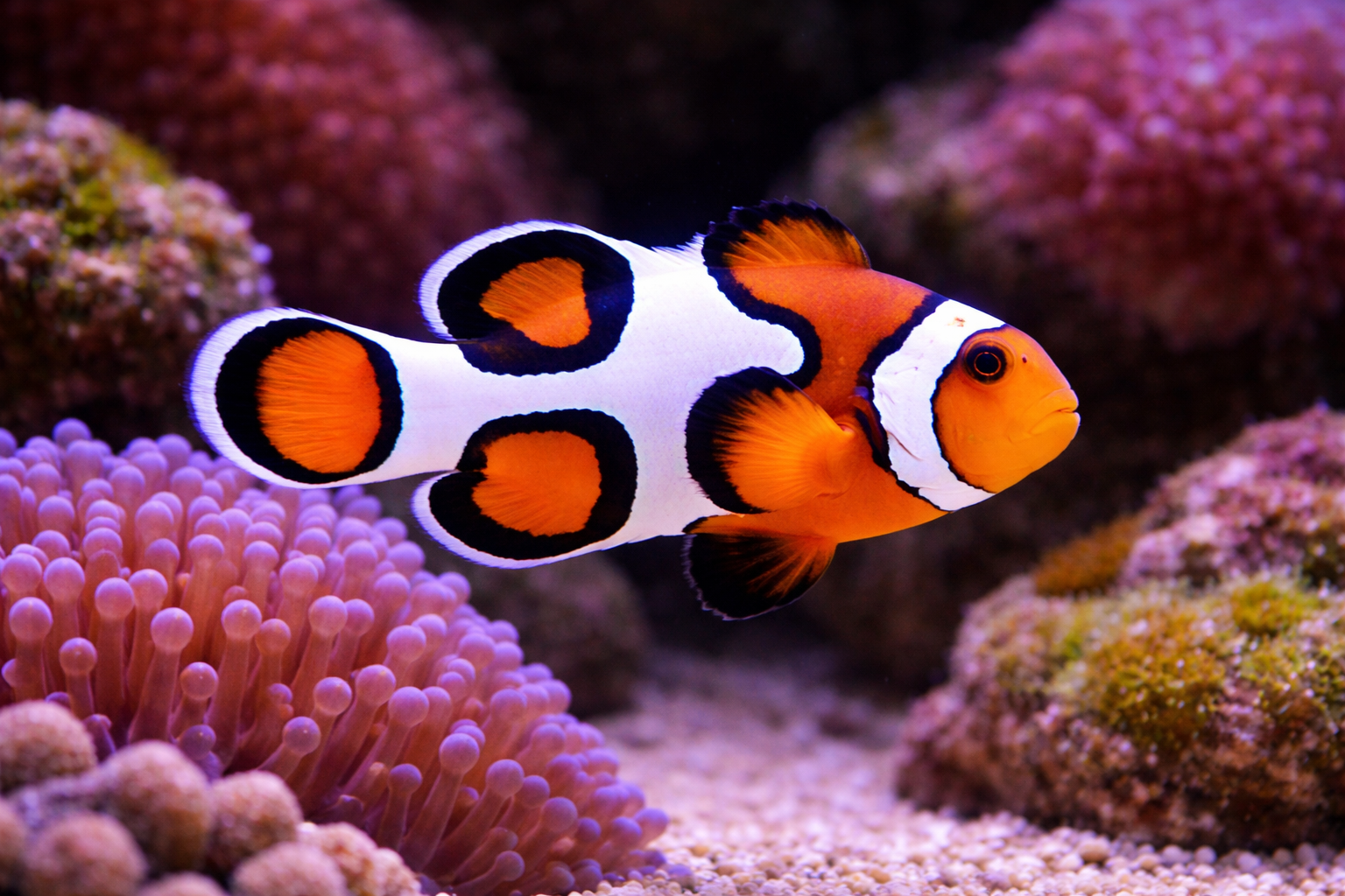 Picasso Clownfish 