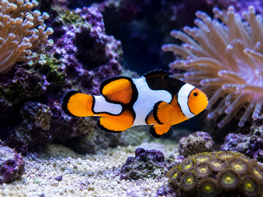 Picasso Platinum ClownfishPicasso 