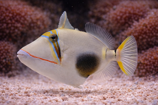 Bursa Triggerfish
