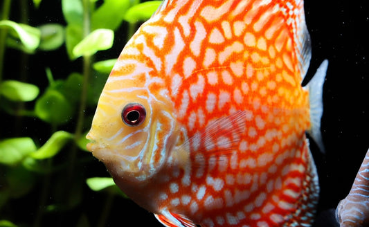 A close-up image of a red and white discus fish in an aquarium with aquatic plants in the background.