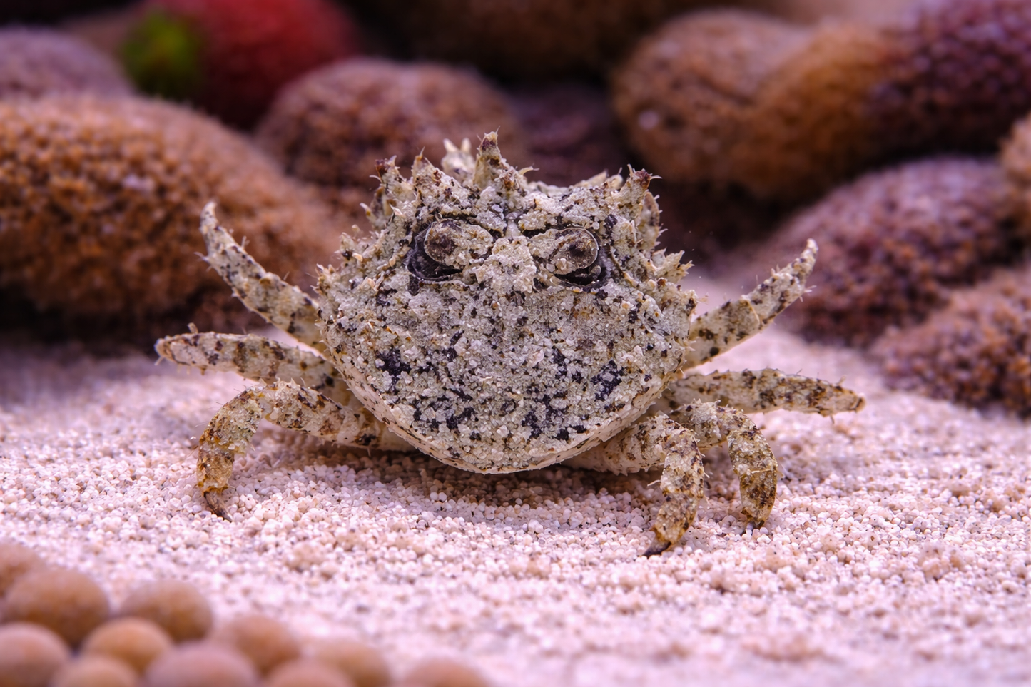 Pithos Crab 