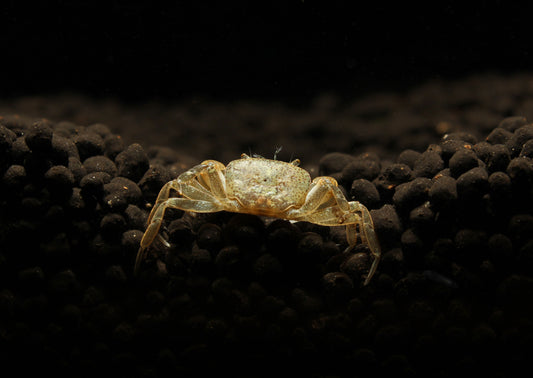 Pom Pom Crab