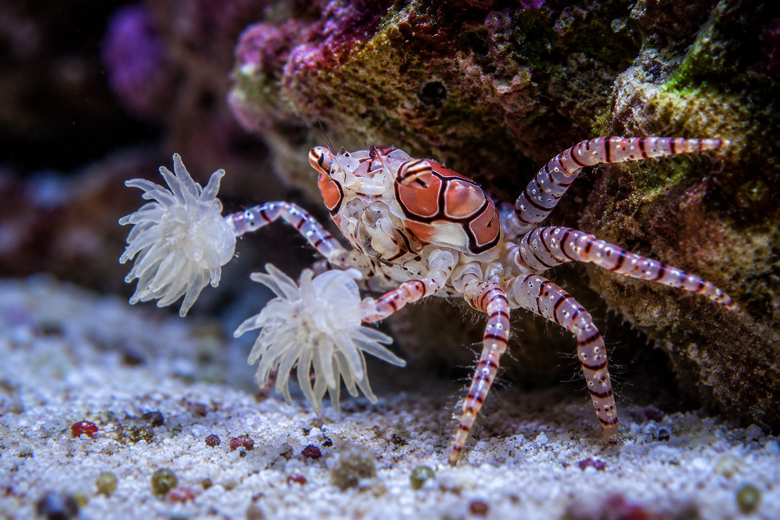 Pom Pom Crab