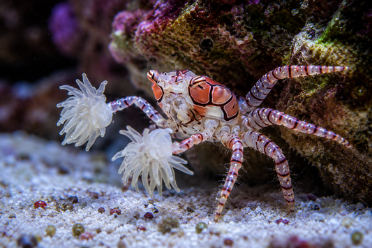 Pom Pom Crab