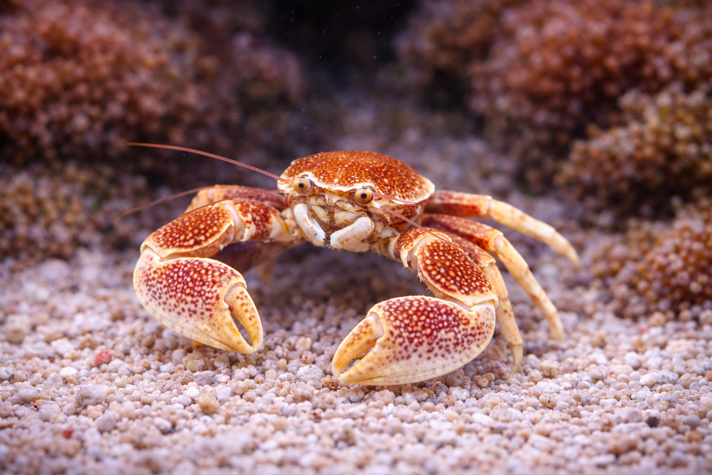 Porcelain Crab