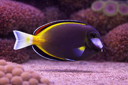 Colorful fish swimming among coral in an aquarium setting