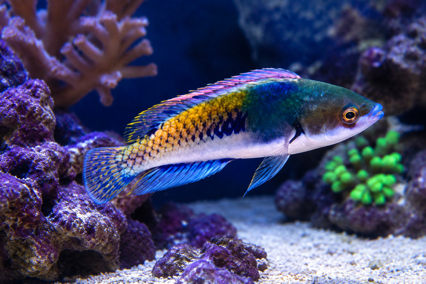 Purple Scale Fairy Wrasse: Male (Cirrhilabrus ryukyuensis)