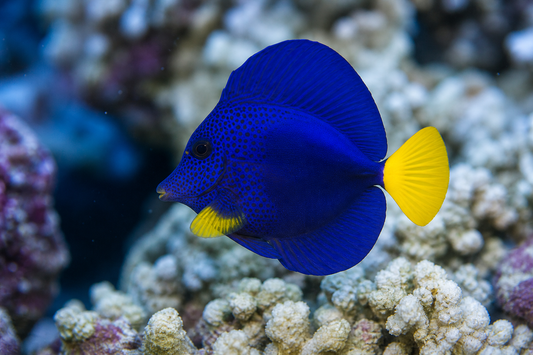 Purple Tang