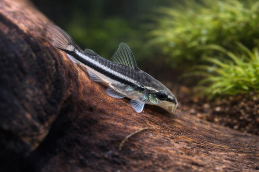 Fish on a rock with green plants in the background