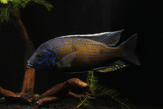 Quad Male Show Cichlid