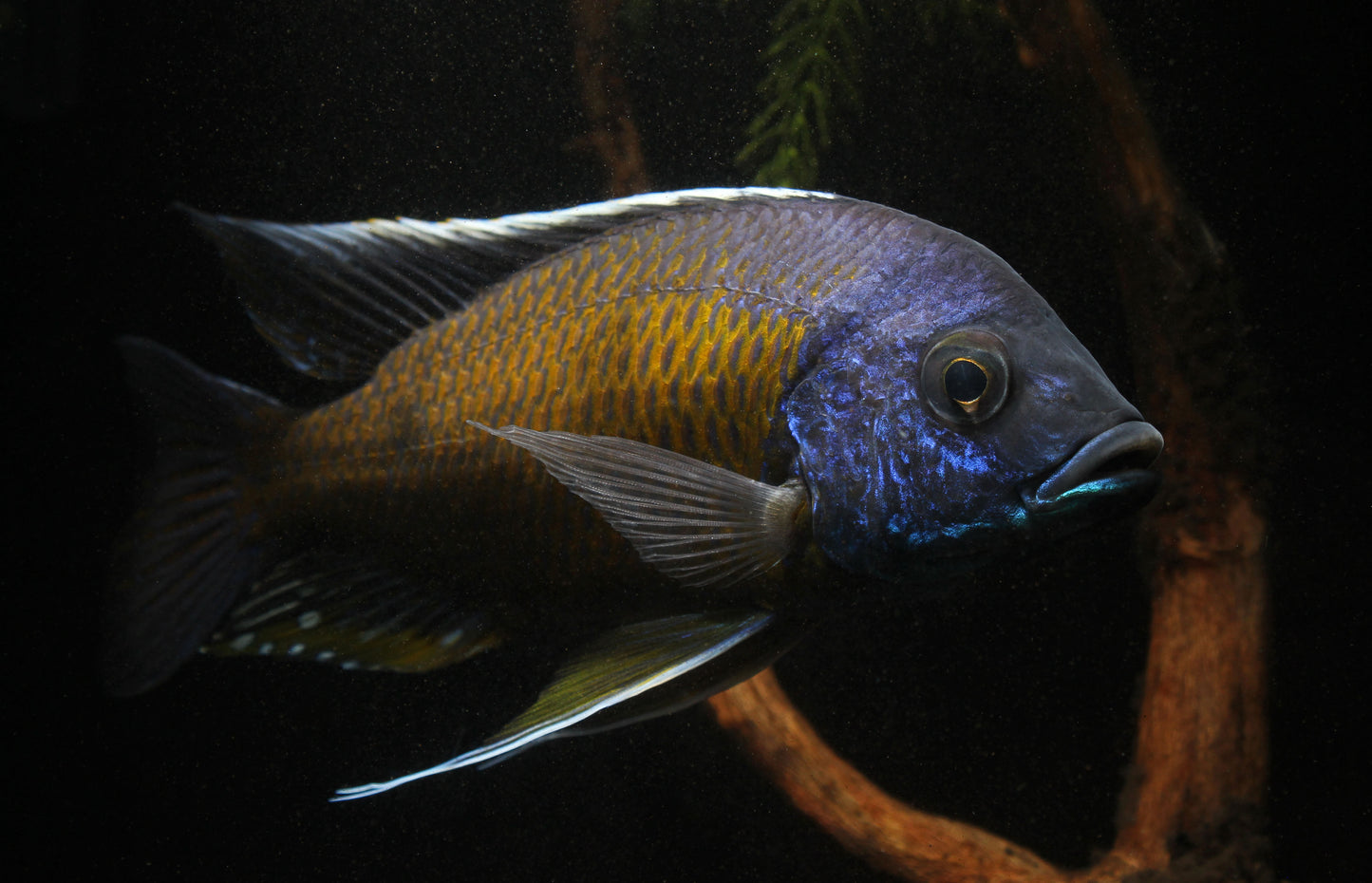 Quad Male Show Cichlid