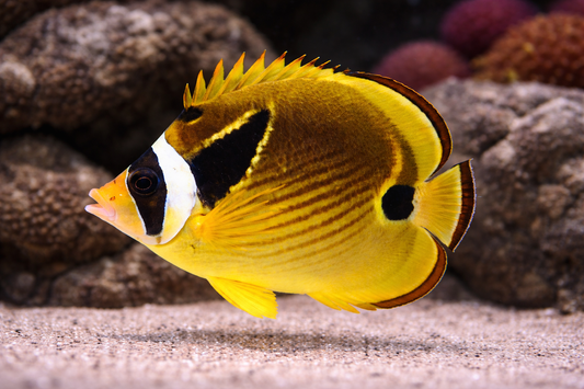 Racoon Butterflyfish