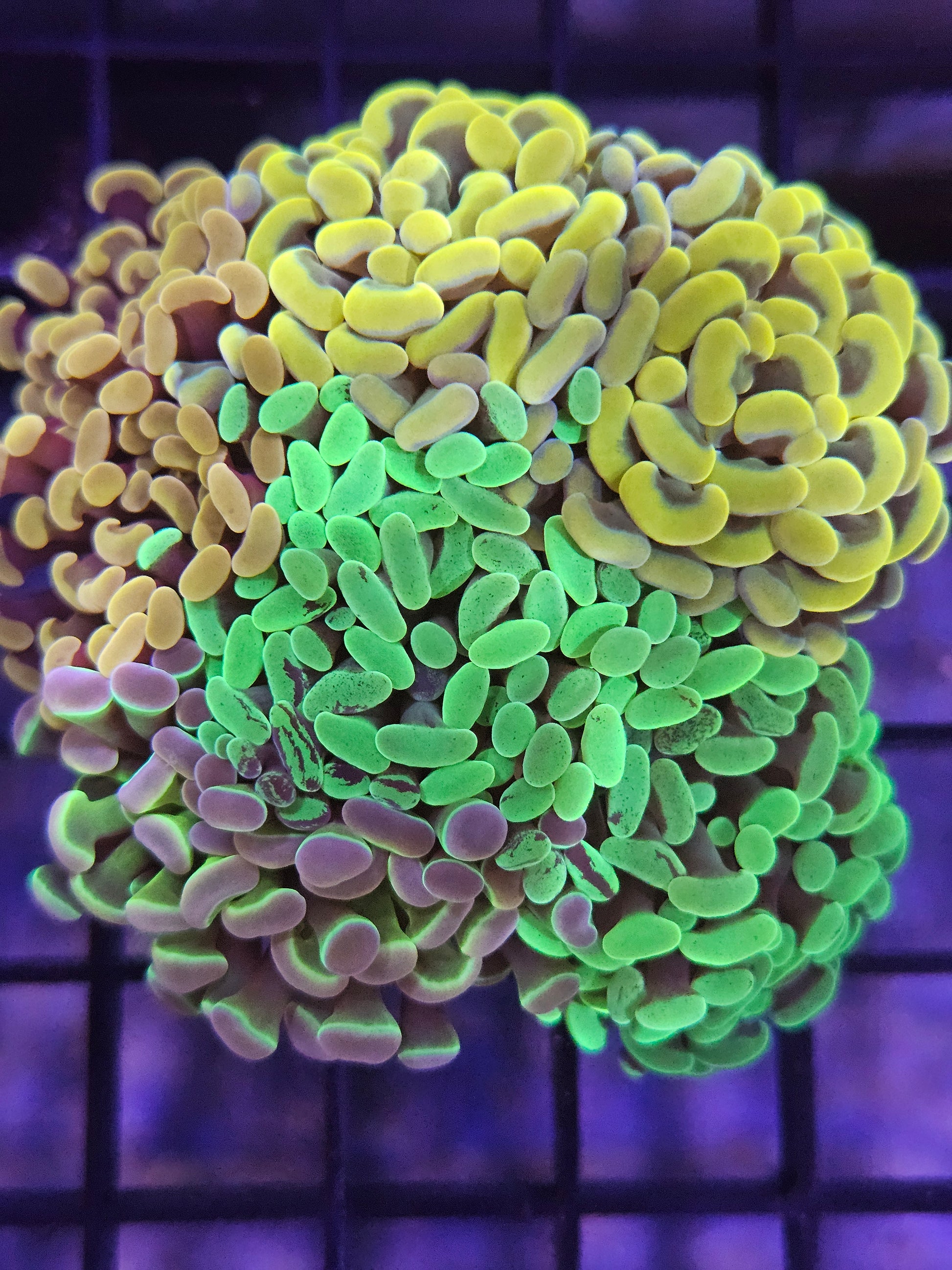 Close-up of a colorful coral with green and yellow polyps on a dark background