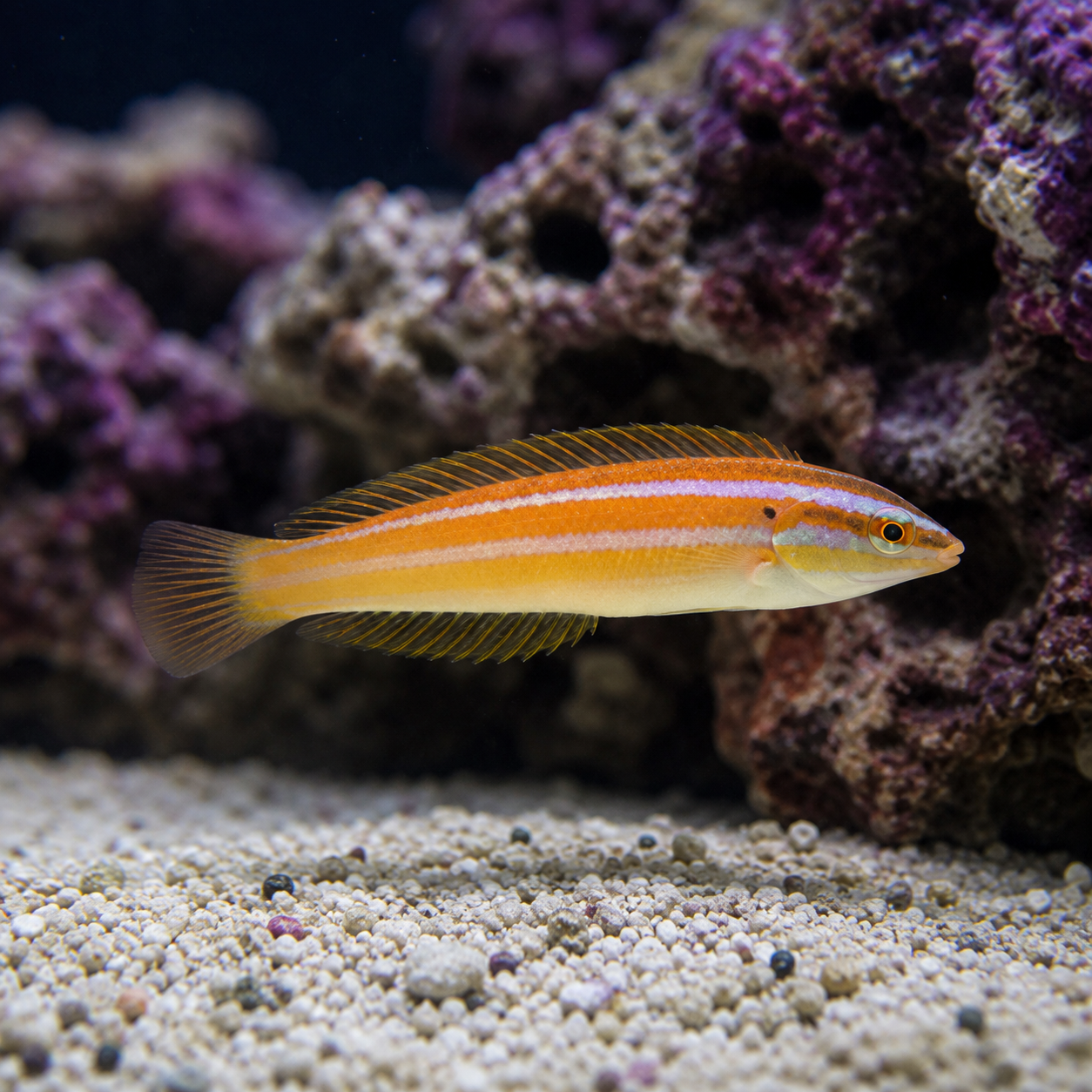 Rainbow Wrasse