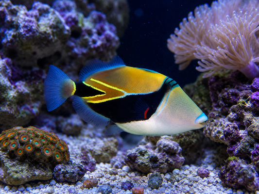 Rectangulus Trigger Fish 