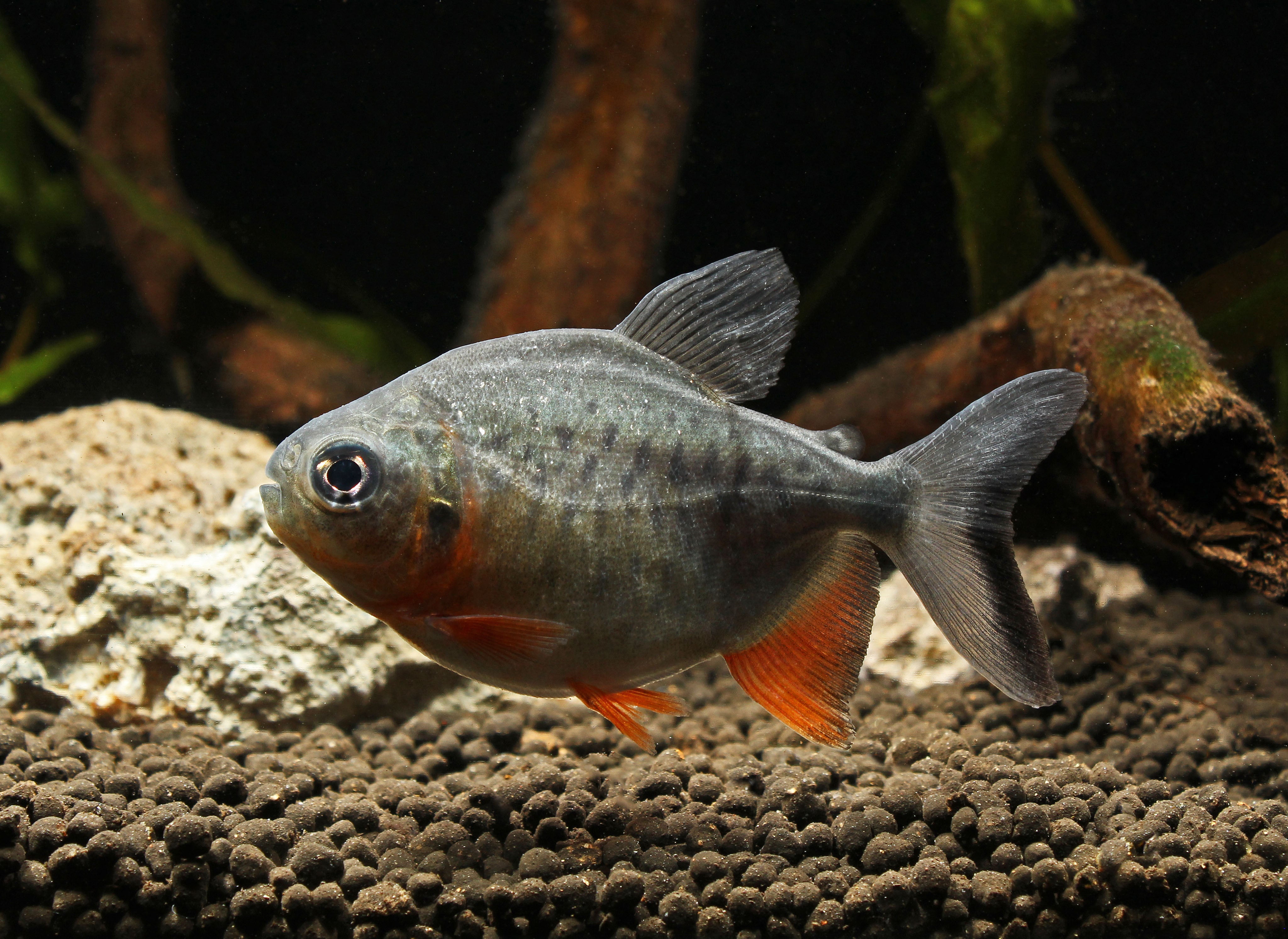 Red Belly Pacu – Natural Environment Aquatix