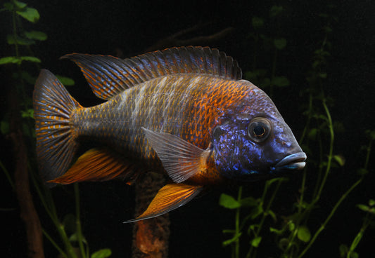 Red Collar Peacock Cichlid