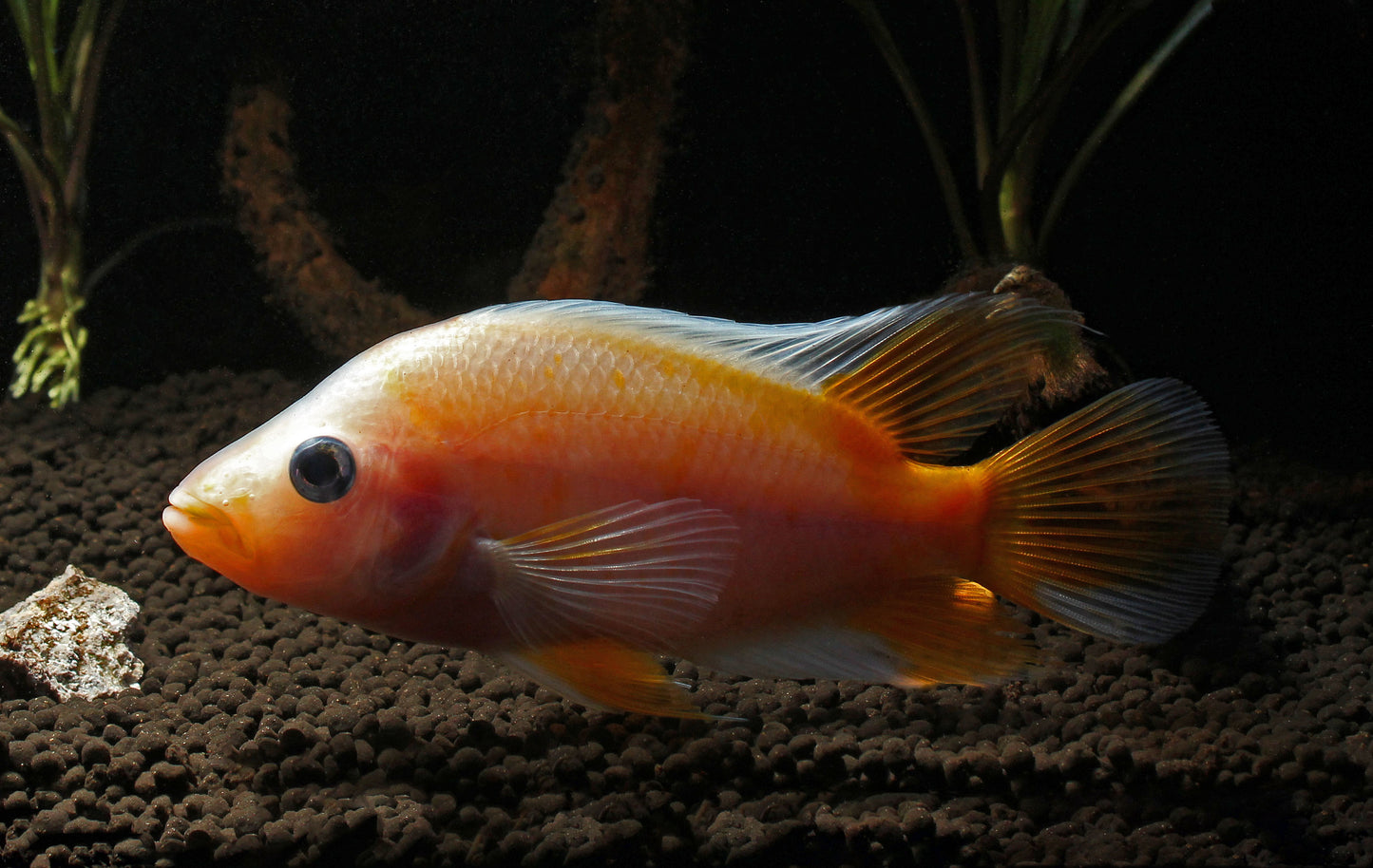 Red Devil Cichlid