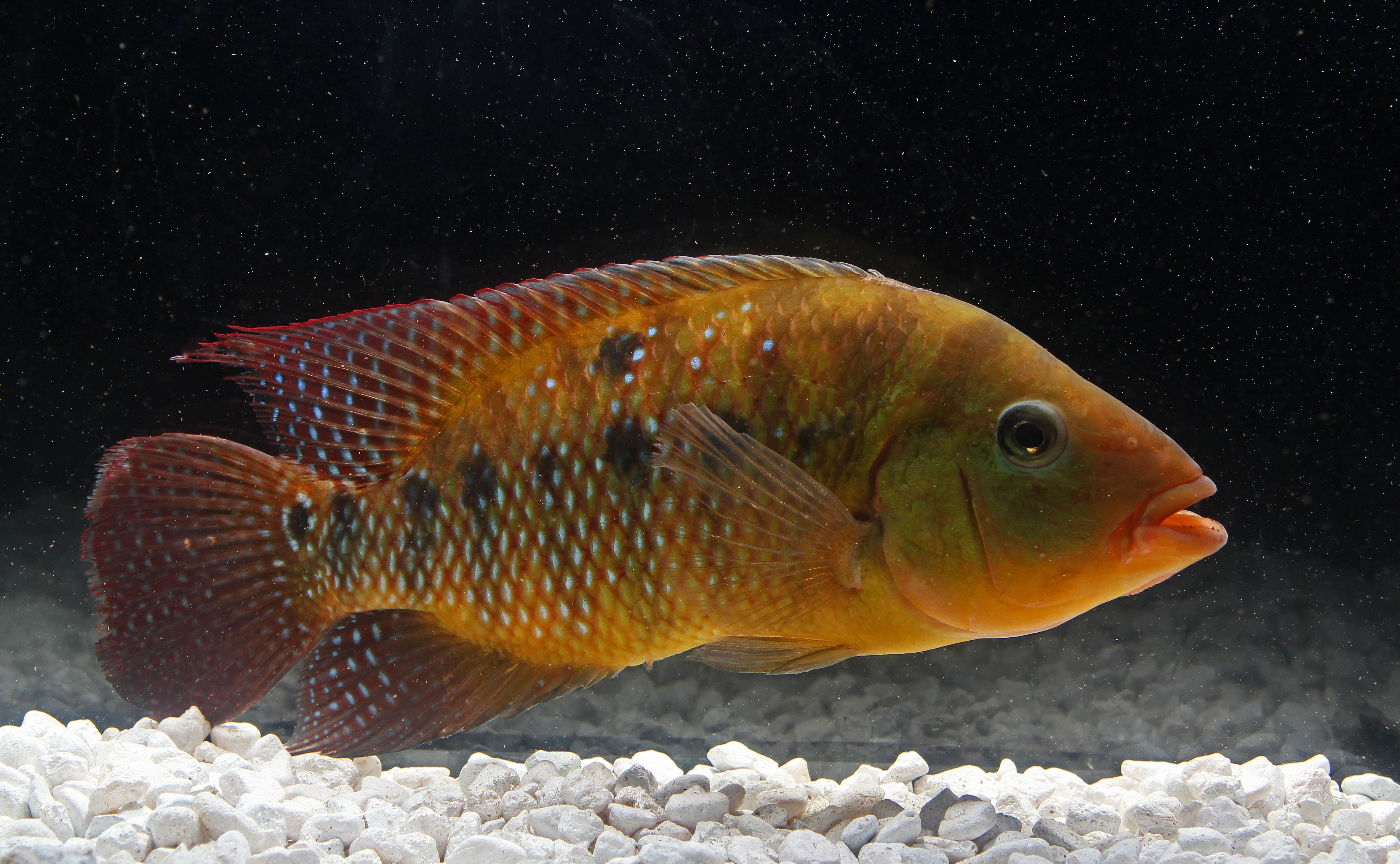 Red Terror File Red Terror Cichlid Juvenile