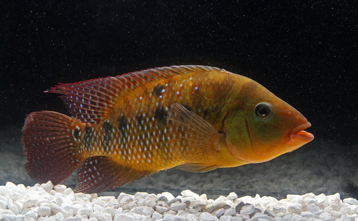 Red Terror Cichlid Juvenile