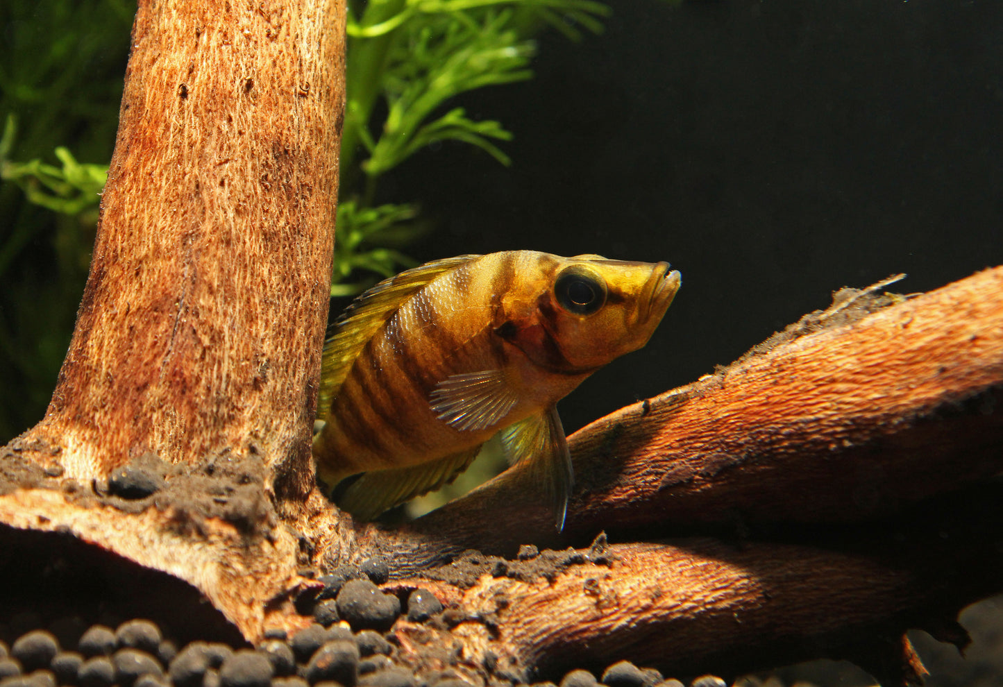 Red Fin Compressicep Cichlid