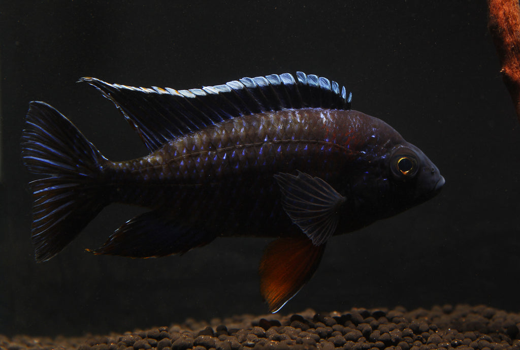 Cichlid fish for outlet sale online