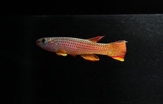 Aphyosemion Striantum " Red Striped Killifish" Pair
