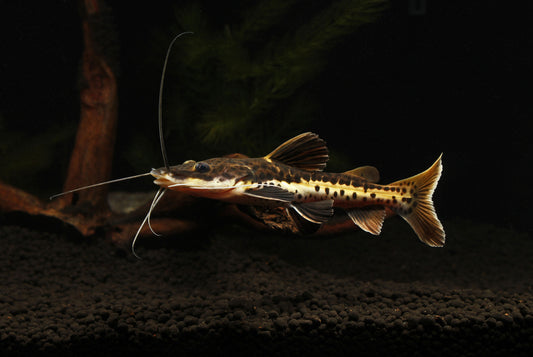 Redtail/ Tiger Shovelnose Catfish,