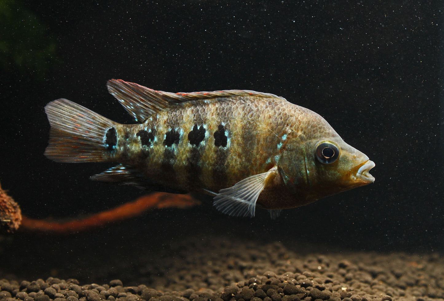 Red Texas Cichlid Small