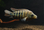 Load image into Gallery viewer, Red Texas Cichlid Small
