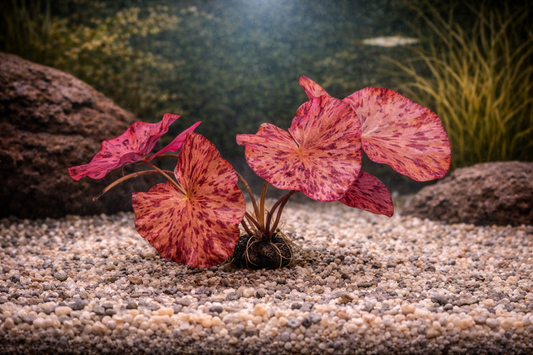 Red Tiger Lotus Aquatic Plant
