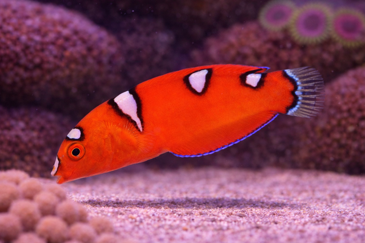 Red Coris Wrasse