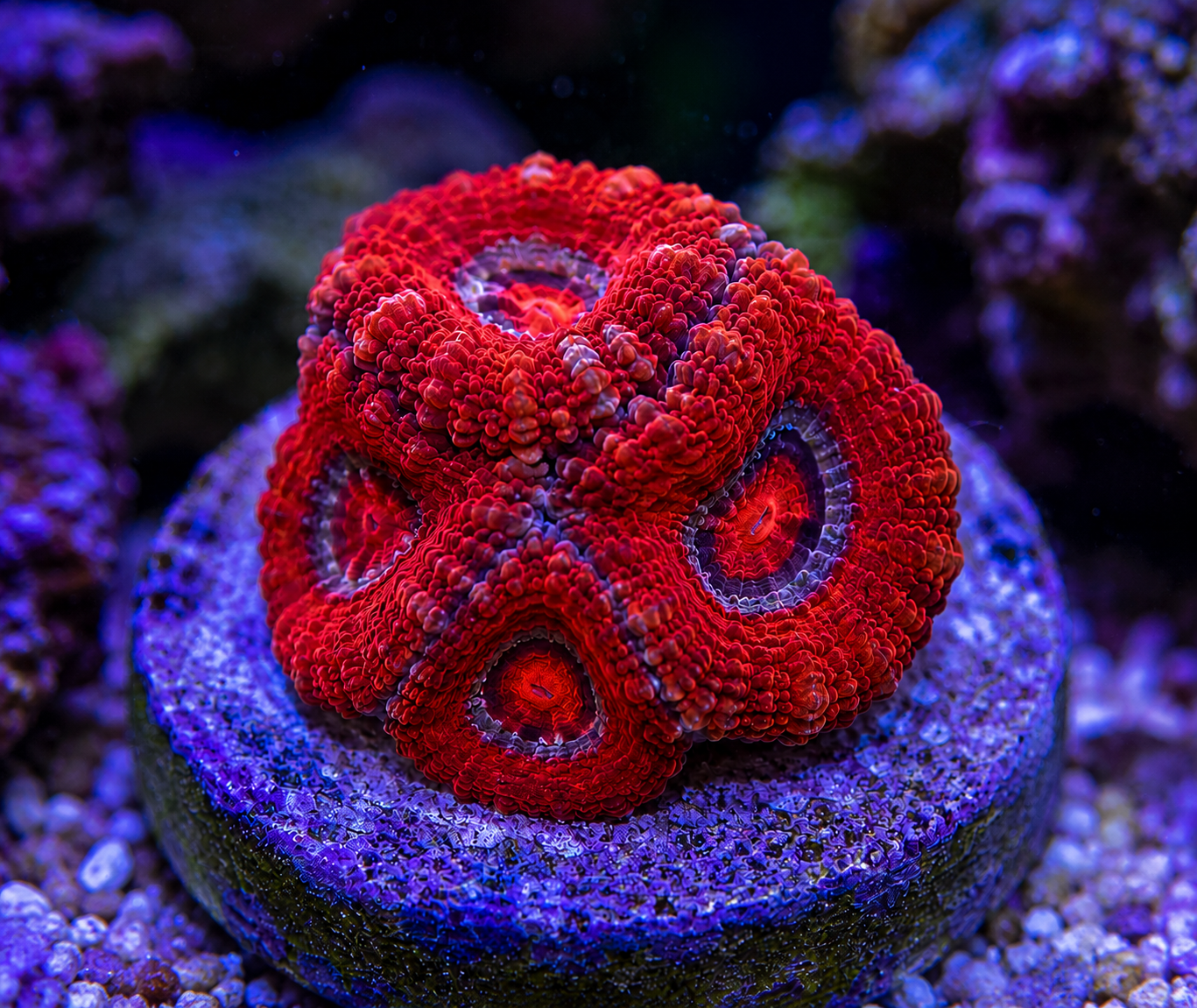 Close-up of a vibrant red coral polyp in an aquarium setting