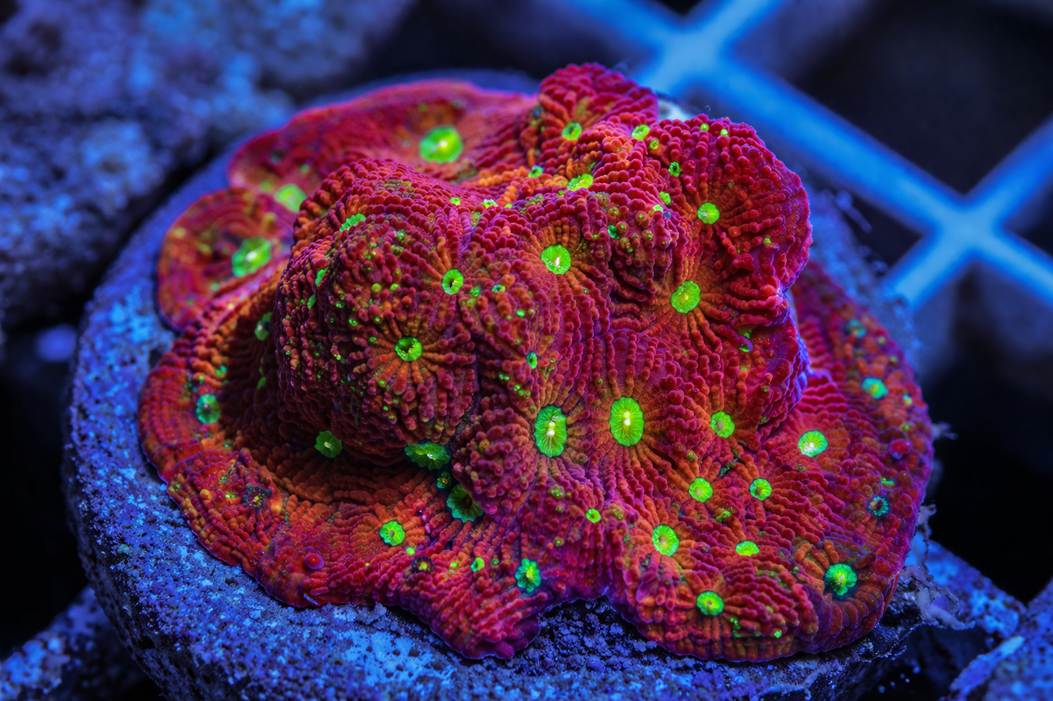 Colorful coral with green spots on a dark background