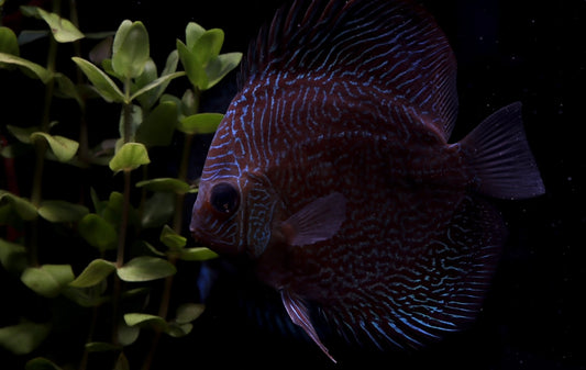 A red snakeskin discus fish swimming among aquatic plants in a aquarium.