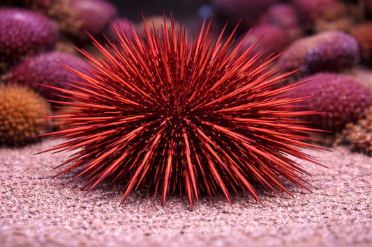 Red Urchin