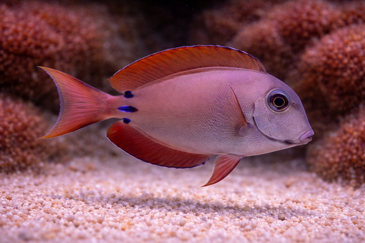 Lavender Tang
