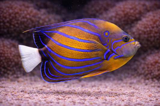 Blue Ringed Angelfish