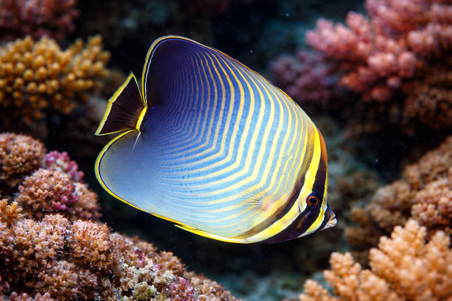 Triangle Butterflyfish – Natural Environment Aquatix
