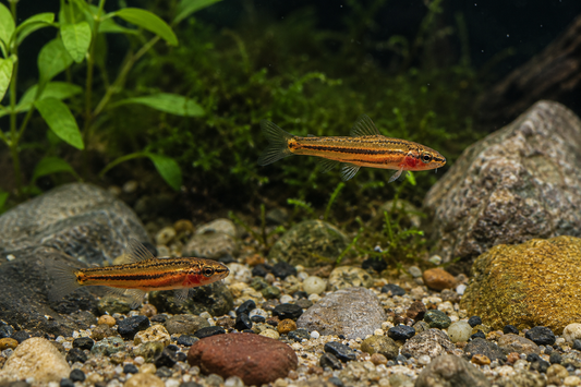 Rosy Loach