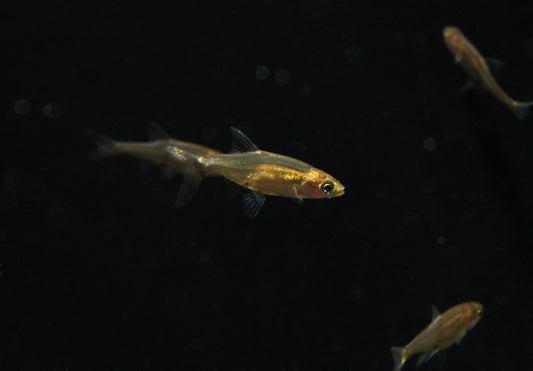 Rummynose Rasbora