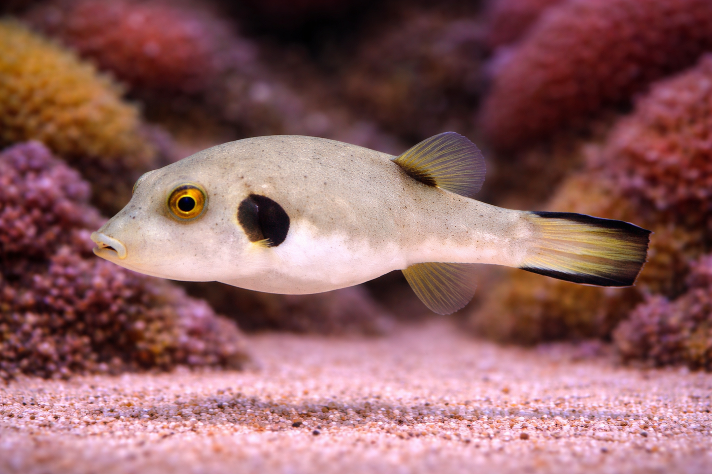 Immaculate Pufferfish